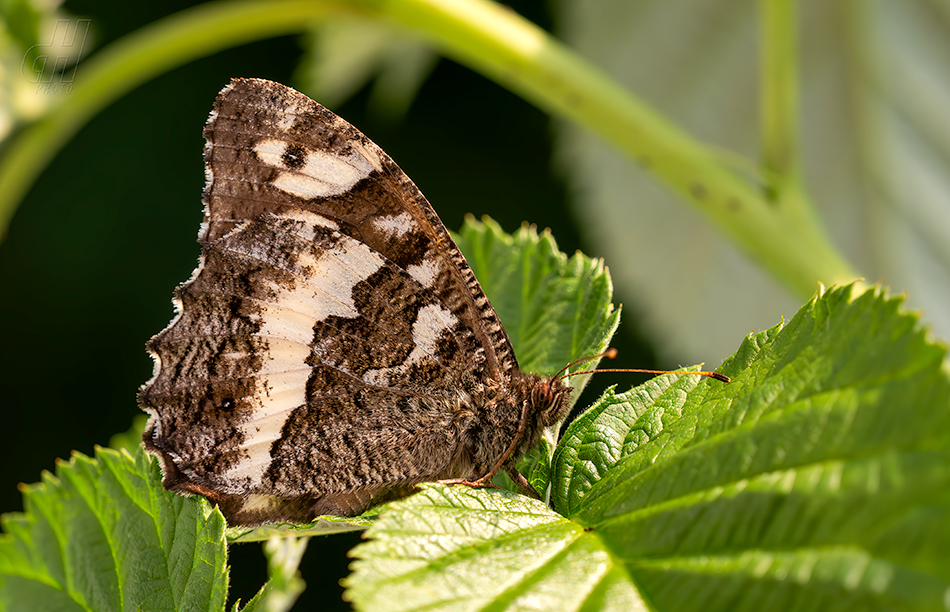 okáč voňavkový - Brintesia circe
