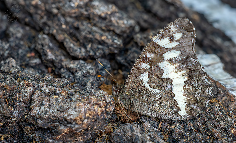 okáč voňavkový - Brintesia circe