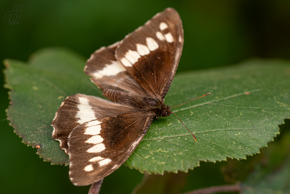 okáč voňavkový - Brintesia circe