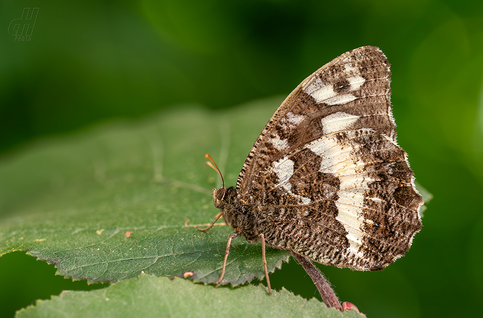 okáč voňavkový - Brintesia circe