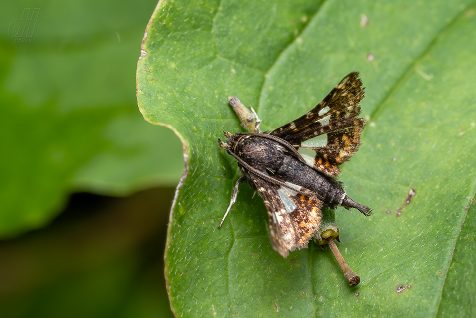 okenáč plaménkový - Thyris fenestrella