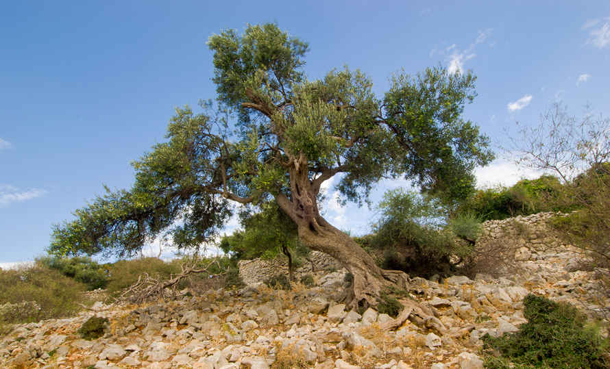 olivovník evropský - Olea europaea