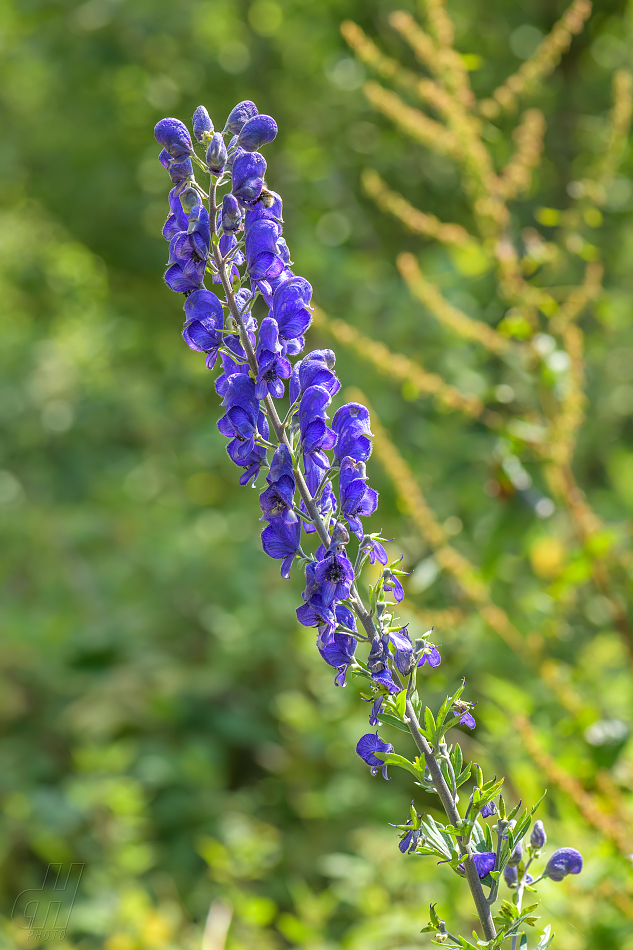 oměj tuhý moravský - Aconitum firmum moravicum