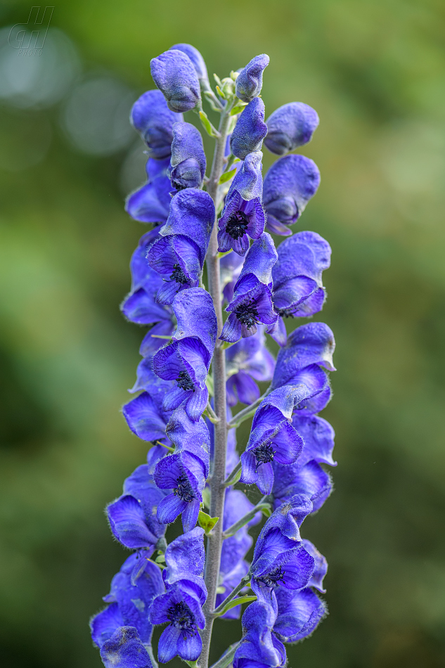 oměj tuhý moravský - Aconitum firmum moravicum