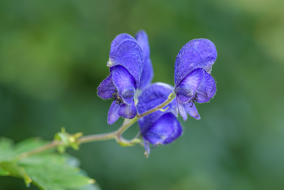 oměj tuhý moravský - Aconitum firmum moravicum