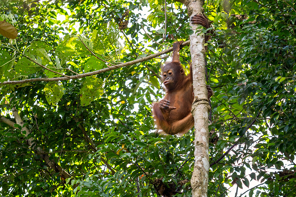 orangutan bornejský - Pongo pygmaeus