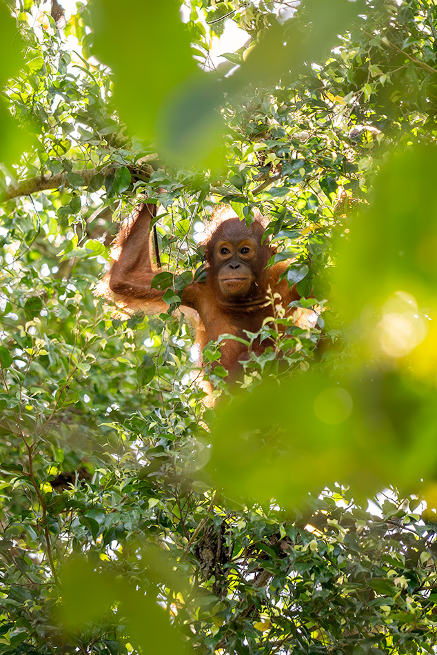 orangutan bornejský - Pongo pygmaeus
