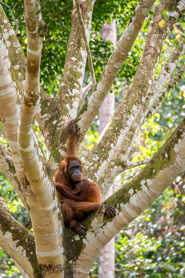 orangutan bornejský - Pongo pygmaeus