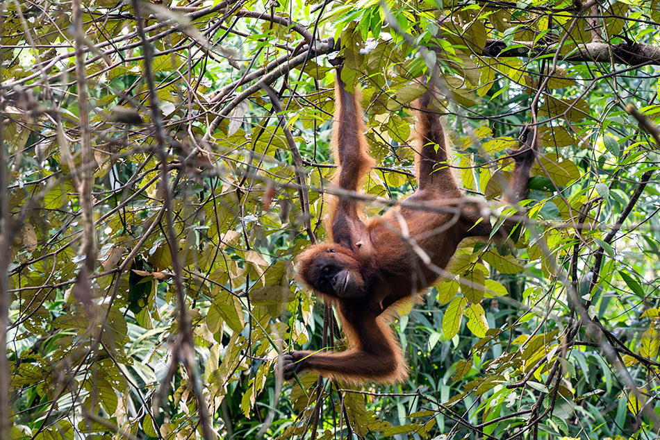orangutan bornejský - Pongo pygmaeus
