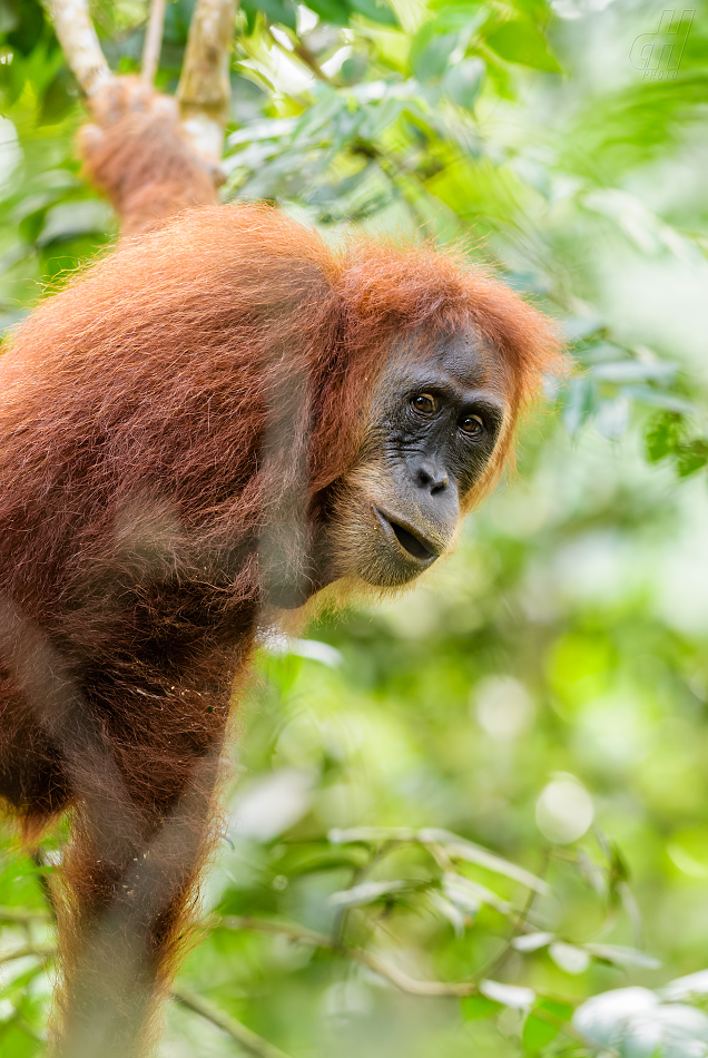 orangutan sumaterský - Pongo abelii