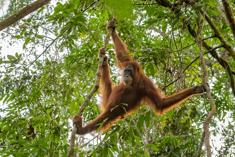 orangutan sumaterský - Pongo abelii