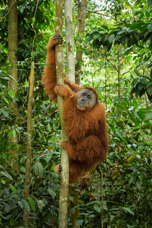 orangutan sumaterský - Pongo abelii