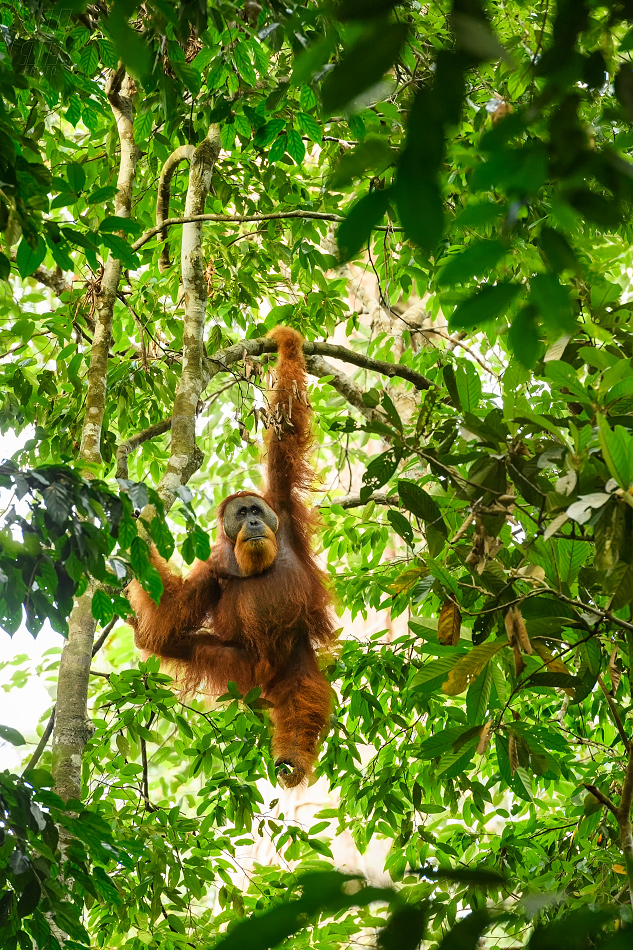 orangutan sumaterský - Pongo abelii