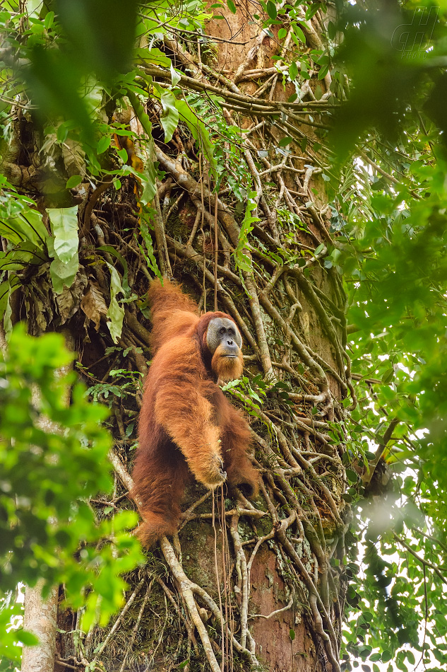 orangutan sumaterský - Pongo abelii