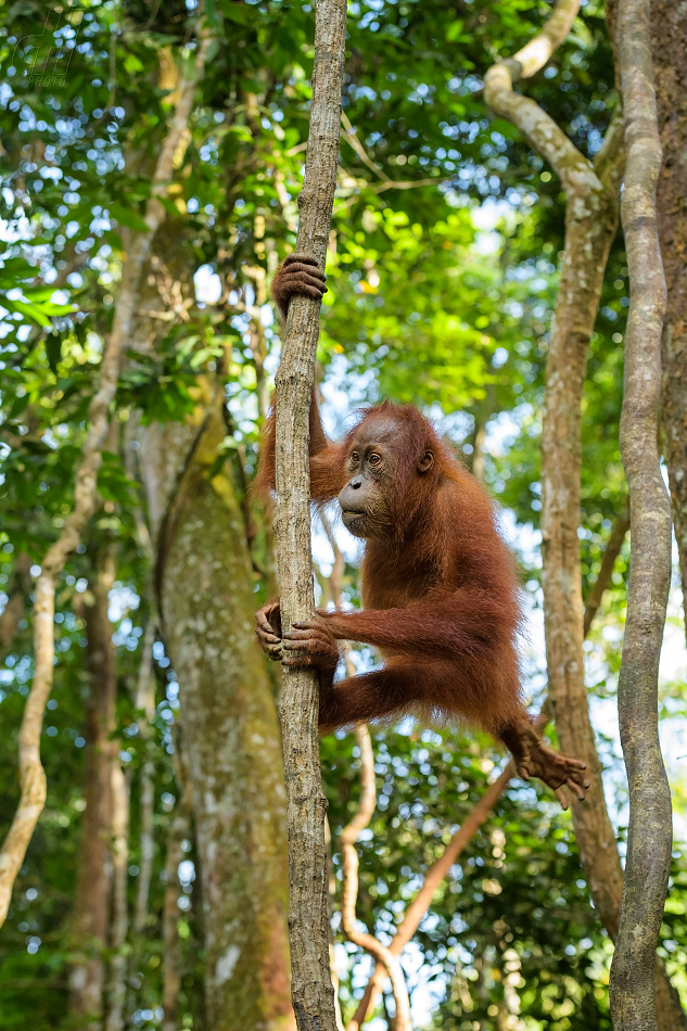 orangutan sumaterský - Pongo abelii