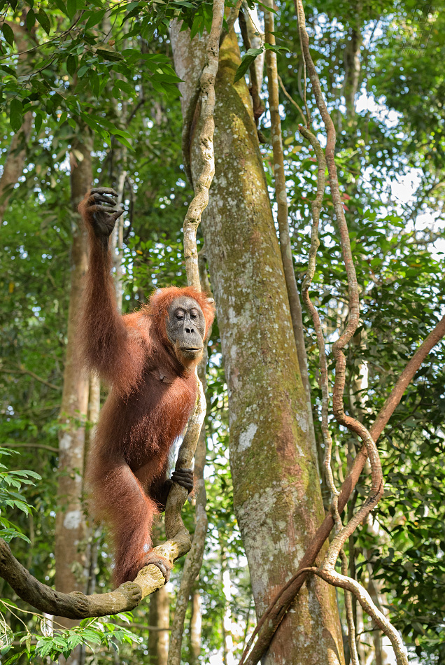 orangutan sumaterský - Pongo abelii