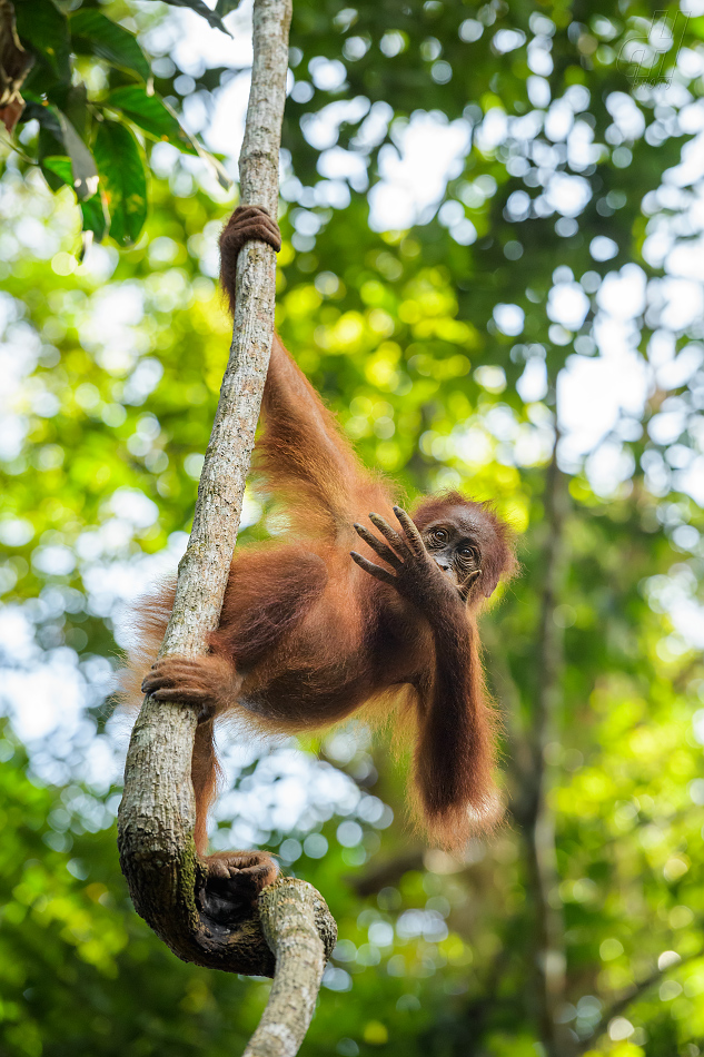 orangutan sumaterský - Pongo abelii