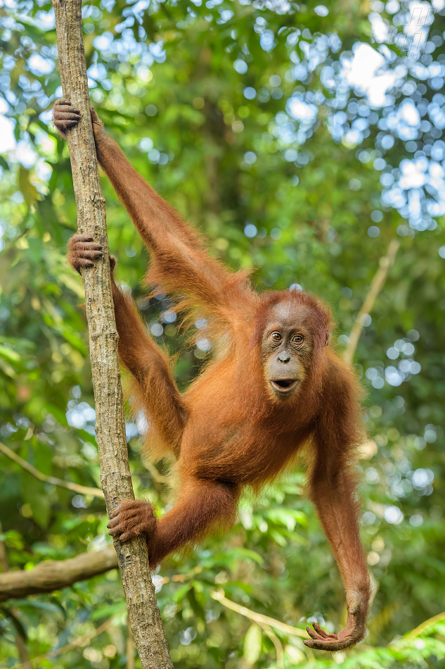 orangutan sumaterský - Pongo abelii