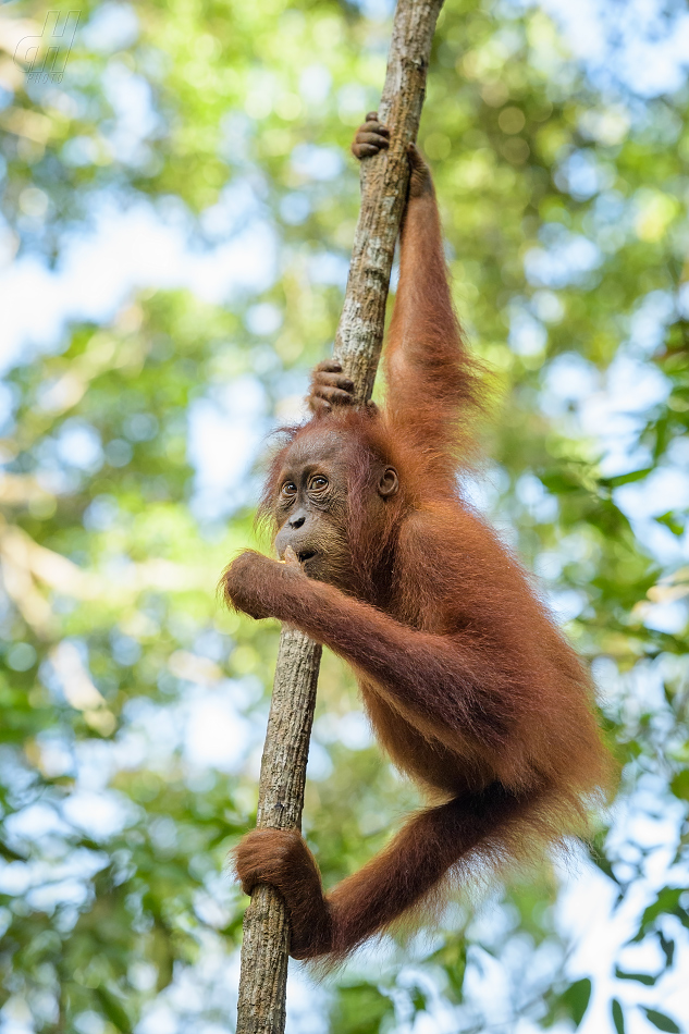 orangutan sumaterský - Pongo abelii