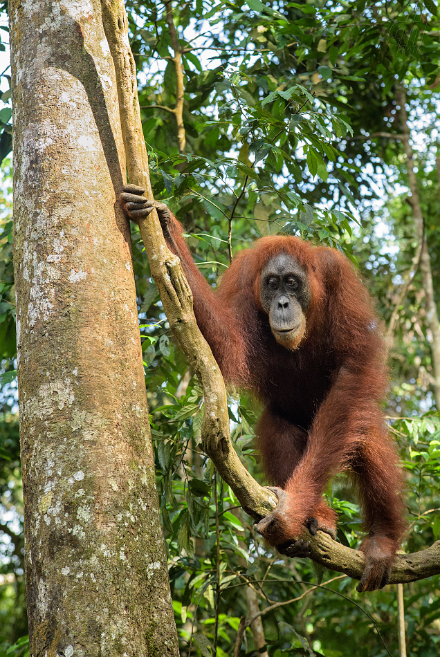 orangutan sumaterský - Pongo abelii