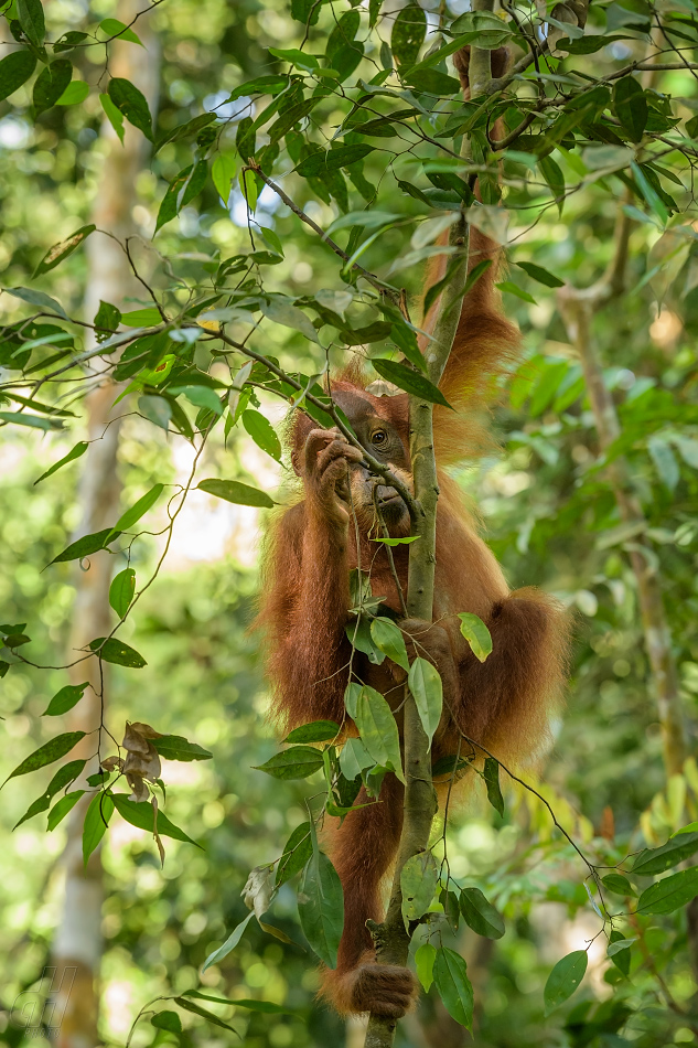 orangutan sumaterský - Pongo abelii