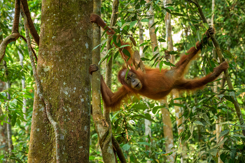 orangutan sumaterský - Pongo abelii