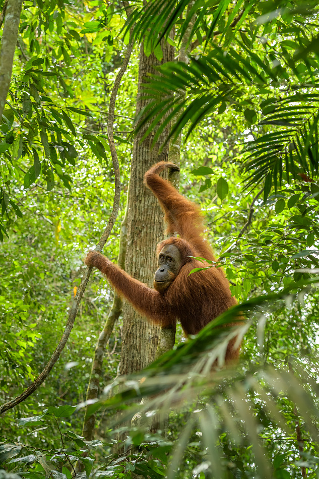 orangutan sumaterský - Pongo abelii