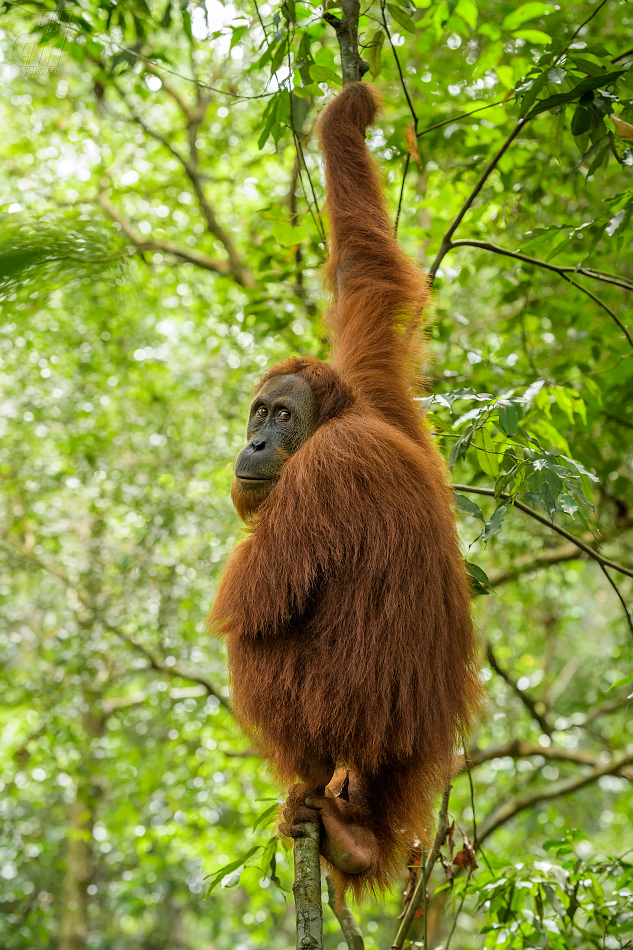 orangutan sumaterský - Pongo abelii