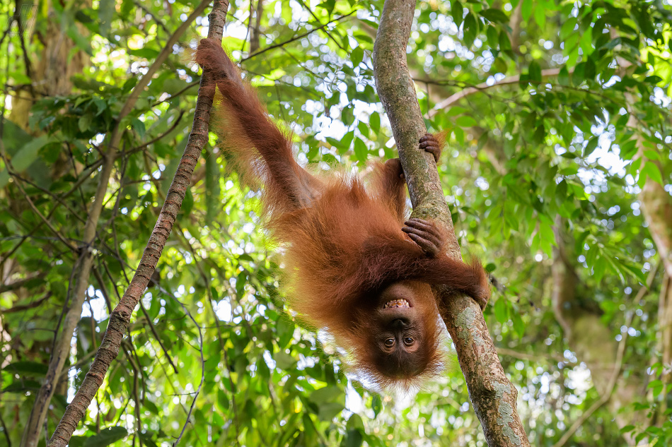 orangutan sumaterský - Pongo abelii