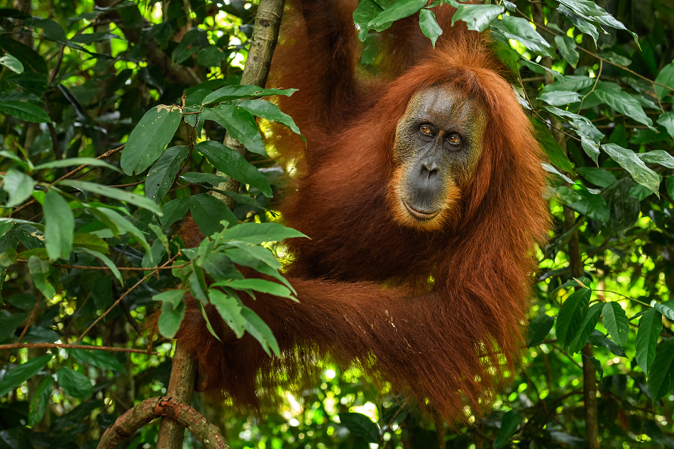 orangutan sumaterský - Pongo abelii