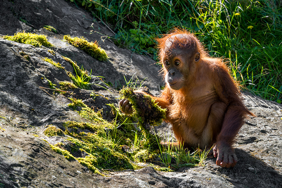 orangutan sumaterský - Pongo abelii