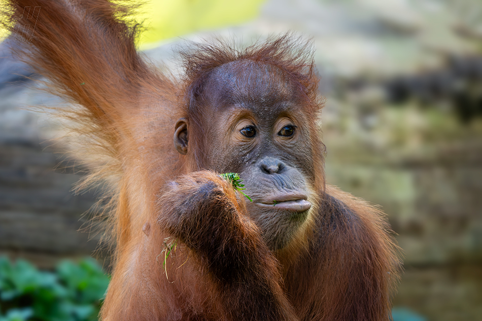 orangutan sumaterský - Pongo abelii