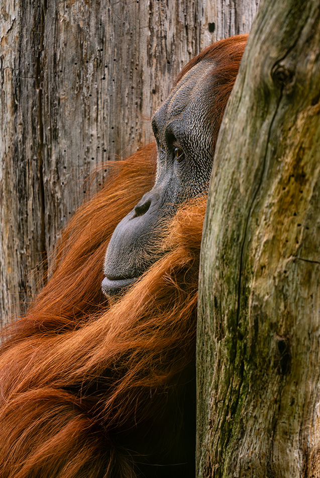 orangutan sumaterský - Pongo abelii