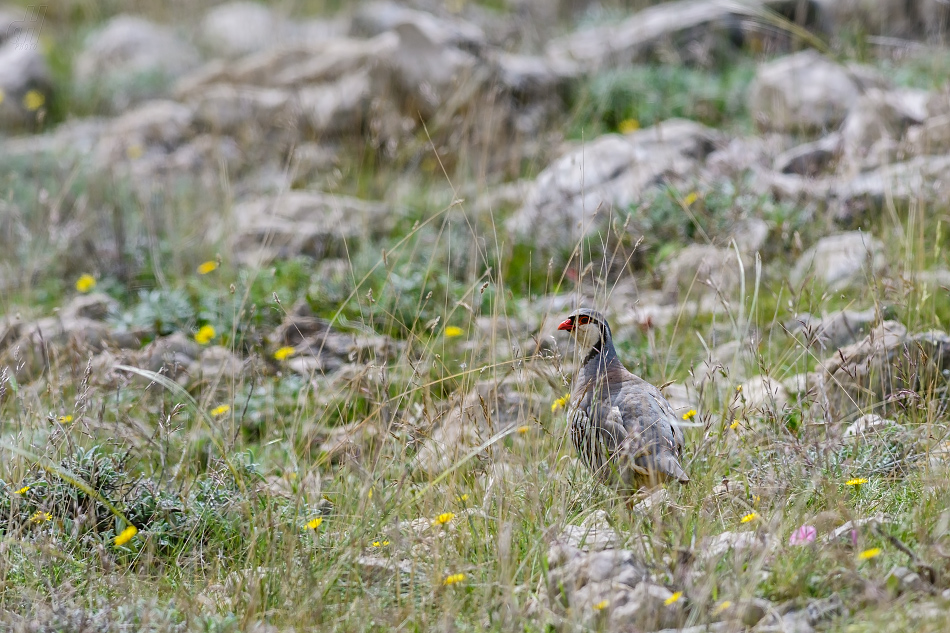 orebice horská - Alectoris graeca