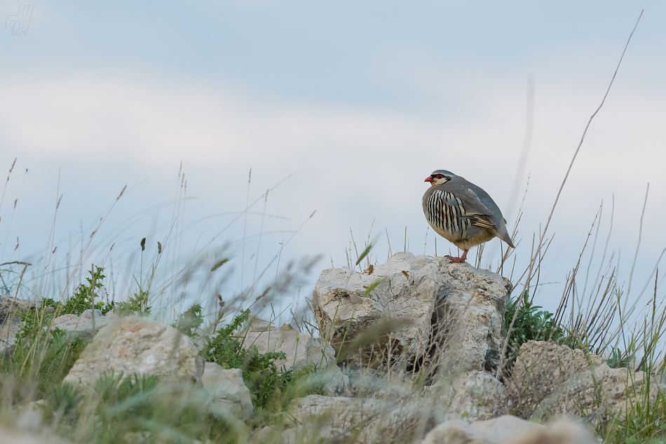 orebice horská - Alectoris graeca
