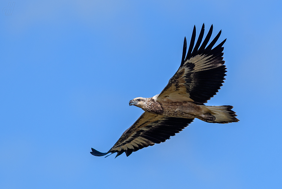 orel bělobřichý - Haliaeetus leucogaster