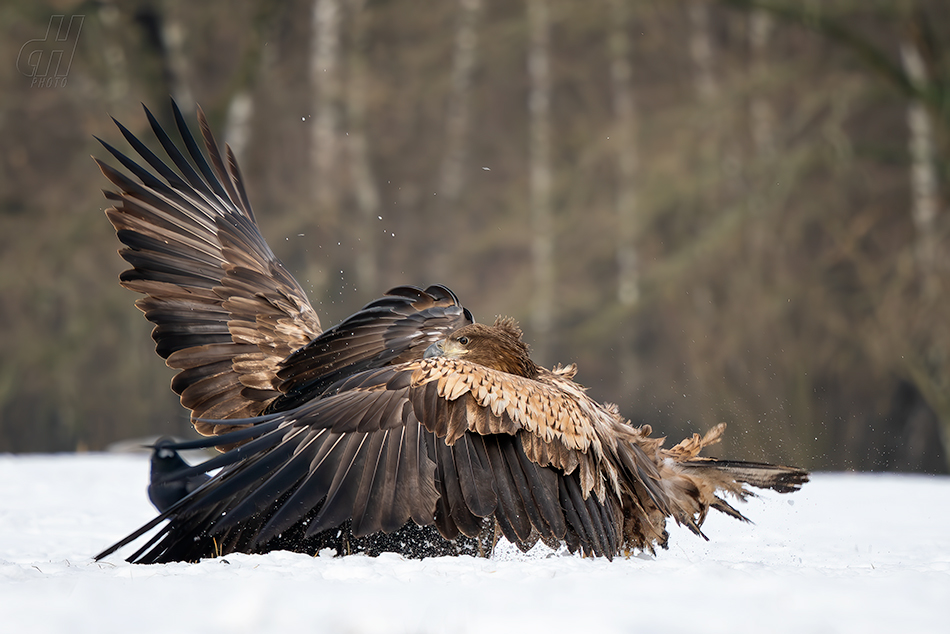 orel mořský - Haliaeetus albicilla