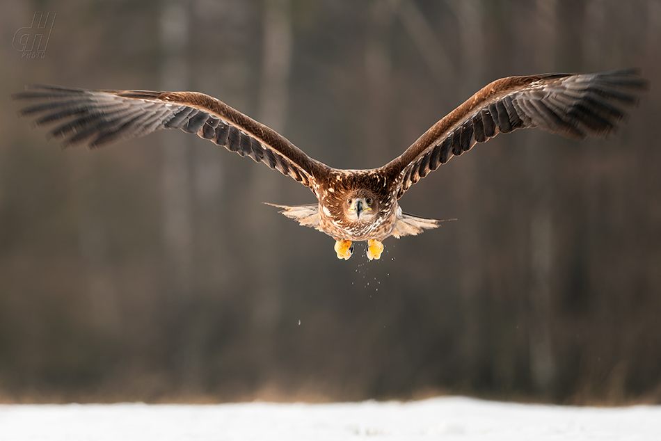 orel mořský - Haliaeetus albicilla