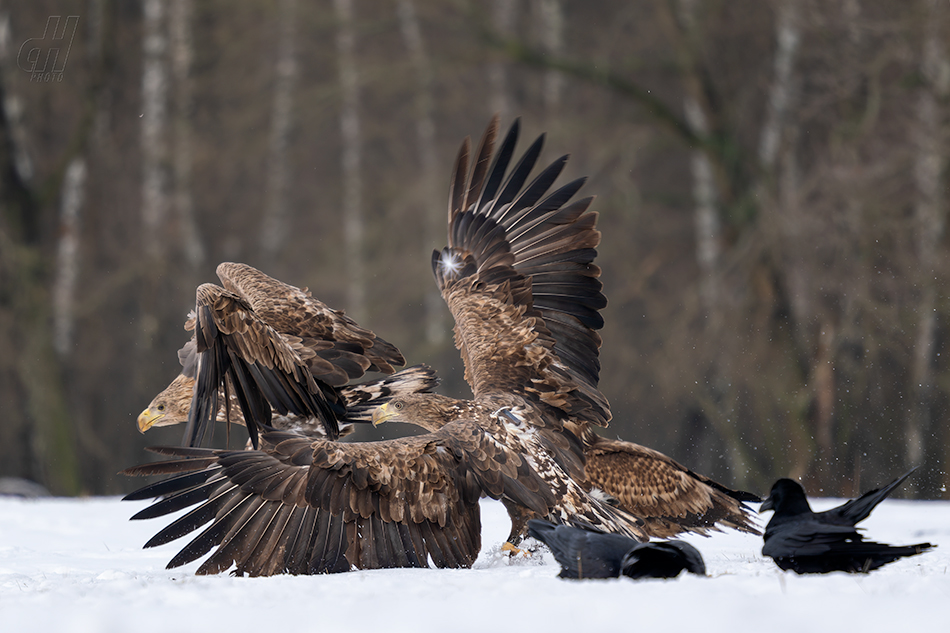 orel mořský - Haliaeetus albicilla