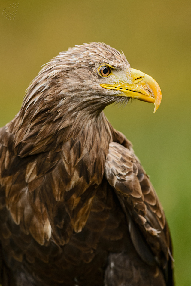 orel mořský - Haliaeetus albicilla