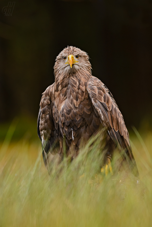 orel mořský - Haliaeetus albicilla