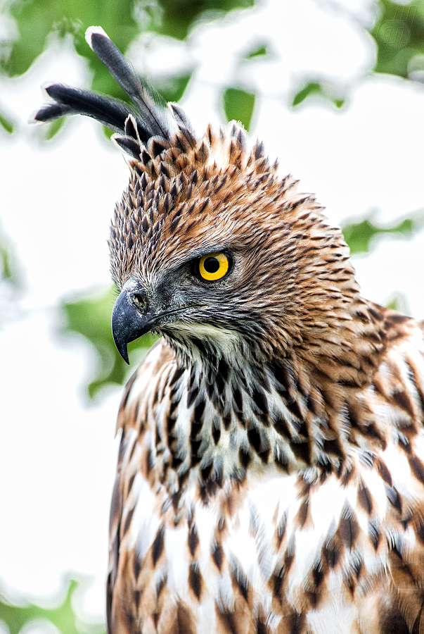 orel proměnlivý - Spizaetus cirrhatus