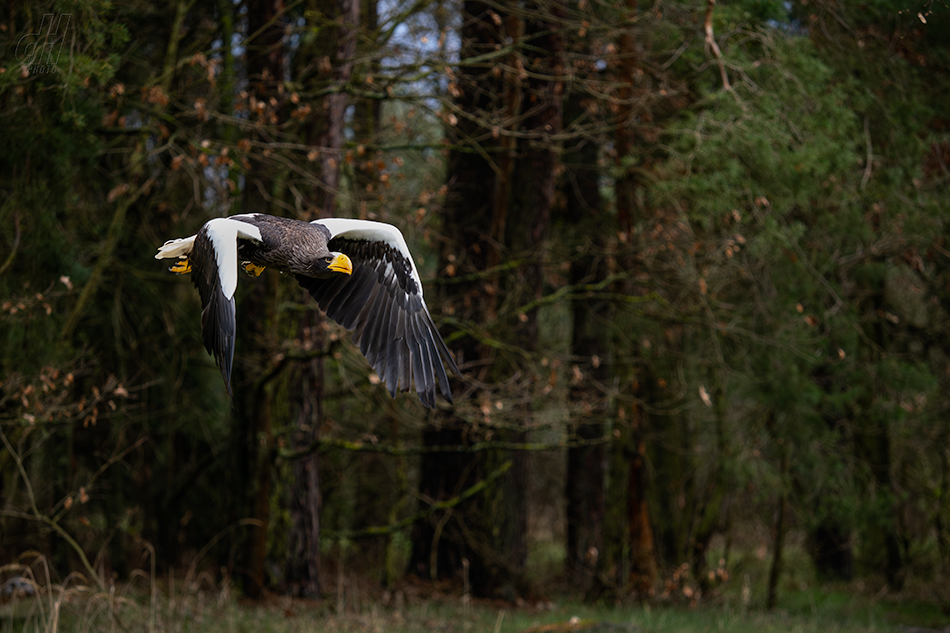 orel východní - Haliaeetus pelagicus