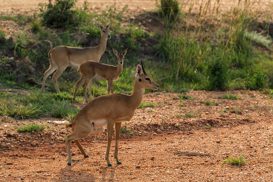 oribi - Ourebia ourebi