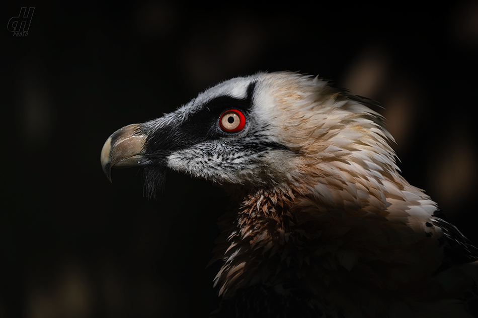 orlosup bradatý - Gypaetus barbatus