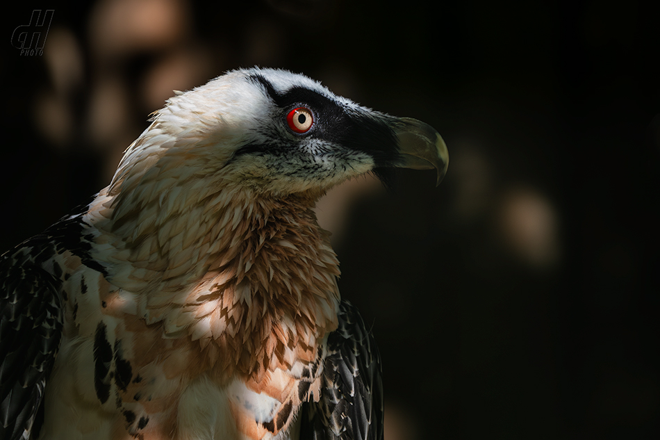 orlosup bradatý - Gypaetus barbatus