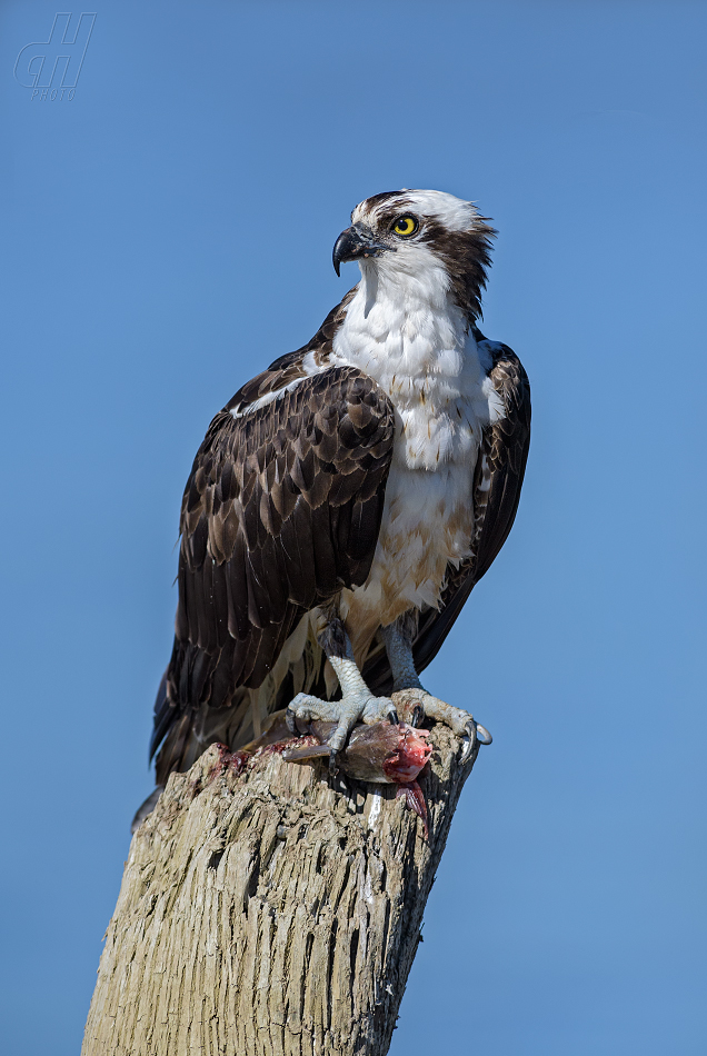 orlovec říční - Pandion haliaetus