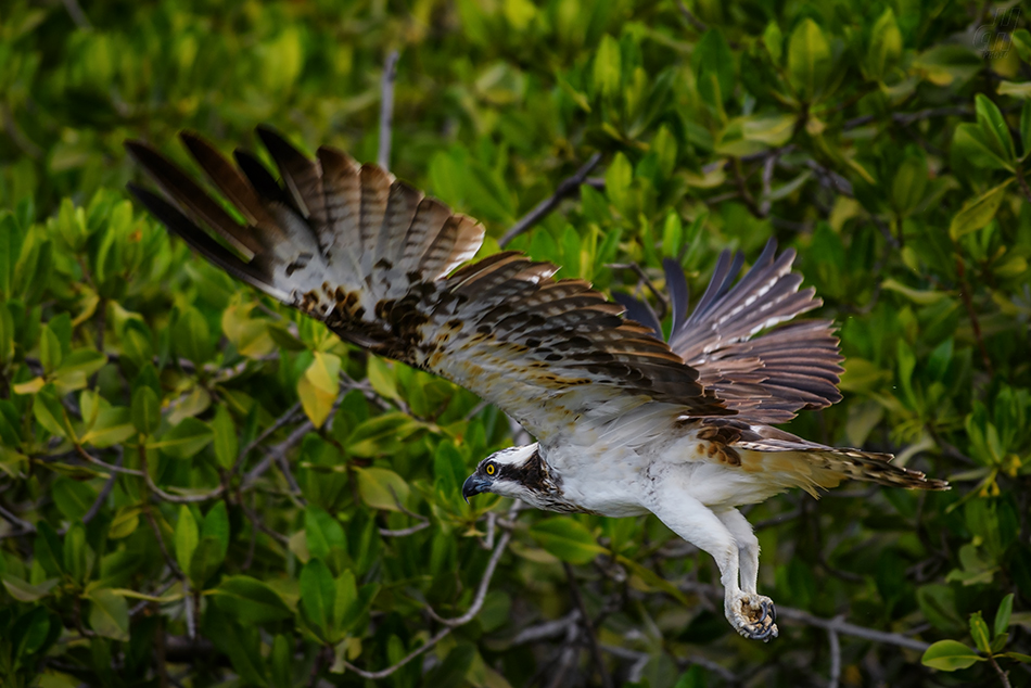 orlovec říční - Pandion haliaetus