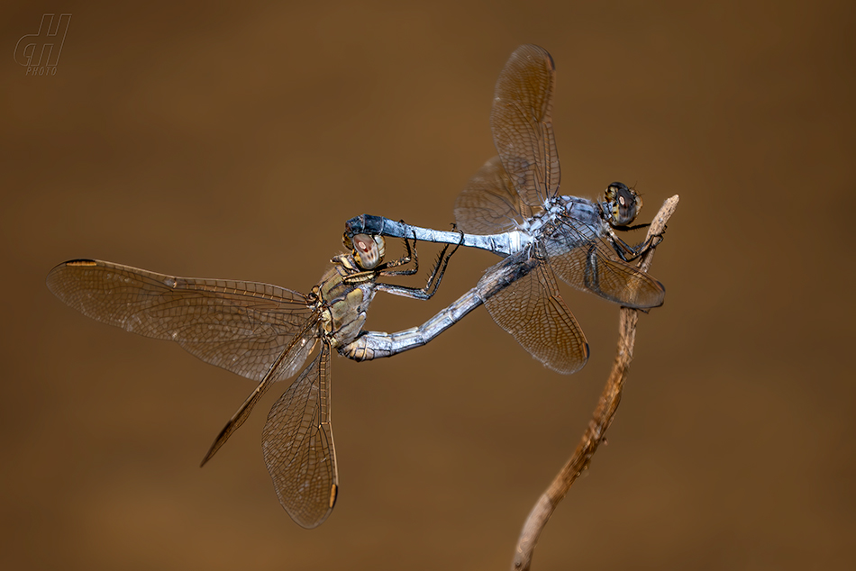 Orthetrum caledonicum