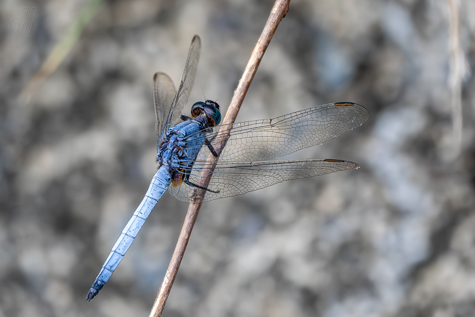 Orthetrum glaucum